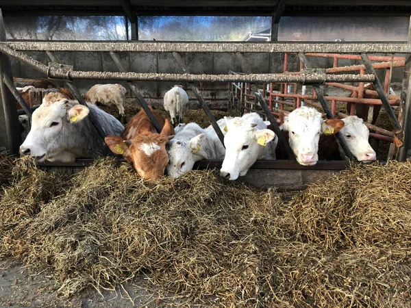 Vacas Comendo Feno Fazenda — Fotografia de Stock