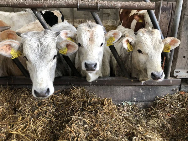 Vacas Comendo Feno Fazenda — Fotografia de Stock