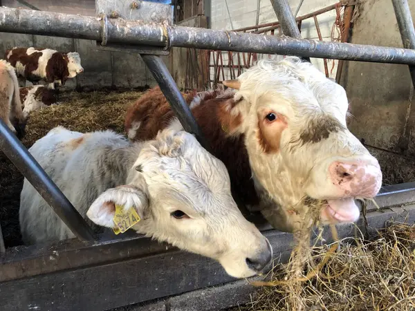 Vacas Comiendo Heno Granja — Foto de Stock