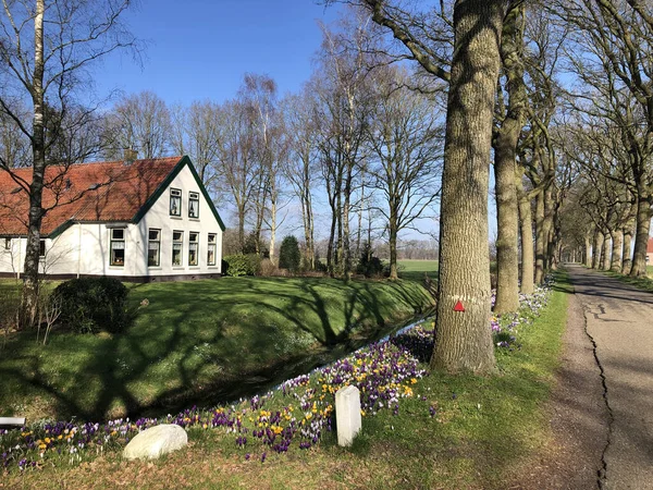 Όμορφο Σπίτι Στο Πράσινο Λιβάδι Κοντά Κανάλι Στην Ολλανδία — Φωτογραφία Αρχείου