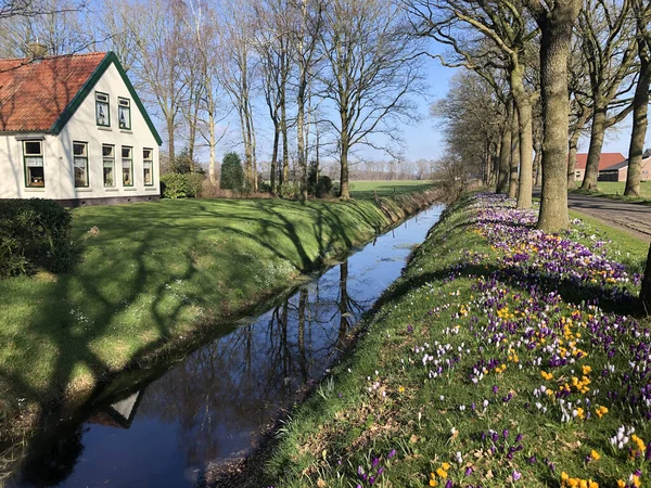 네덜란드의 초원에 아름다운 — 스톡 사진