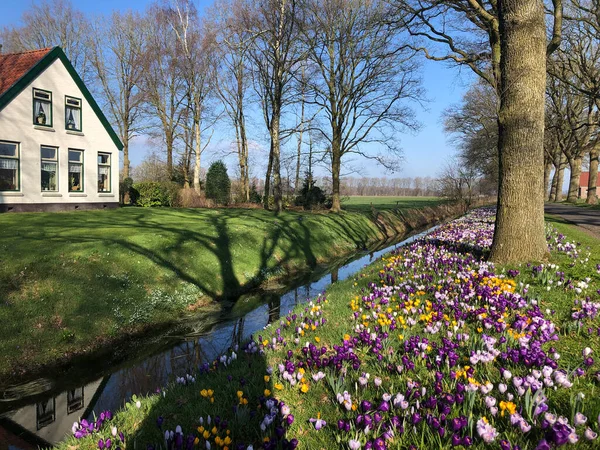 Прекрасний Будинок Зеленому Лузі Біля Каналу Нідерландах — стокове фото