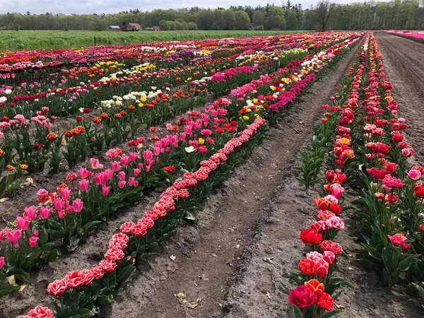 Field Beautiful Colorful Tulip Flowers Netherlands — Stock Photo, Image