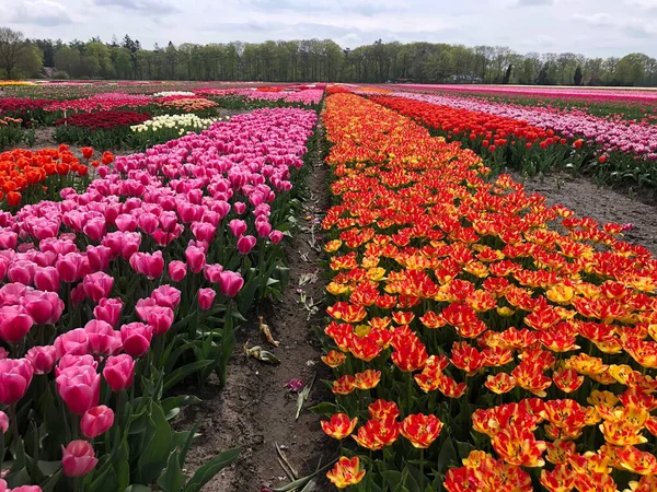 Pole Piękne Kolorowe Kwiaty Tulipan Holandii — Zdjęcie stockowe
