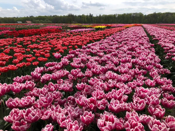 荷兰美丽多彩的郁金香花田 — 图库照片