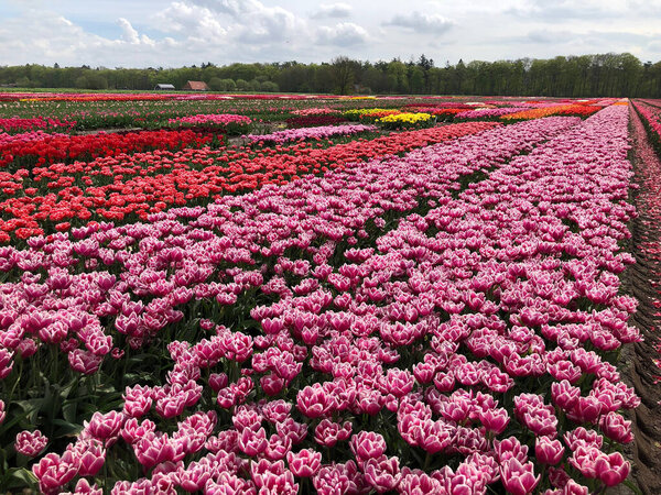 Field of beautiful colorful tulip flowers in Netherlands