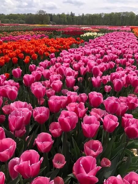 Pole Piękne Kolorowe Kwiaty Tulipan Holandii — Zdjęcie stockowe