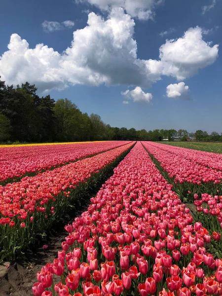 Feld Der Schönen Bunten Tulpenblumen Den Niederlanden — Stockfoto