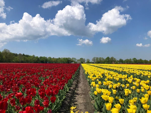 Поле Красивых Красочных Цветов Тюльпана Нидерландах — стоковое фото