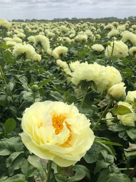 Pole Krásné Žluté Růže Květy Nizozemsku — Stock fotografie