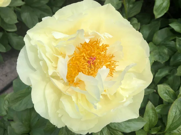 Bliska Piękny Żółty Kwiat Róży — Zdjęcie stockowe