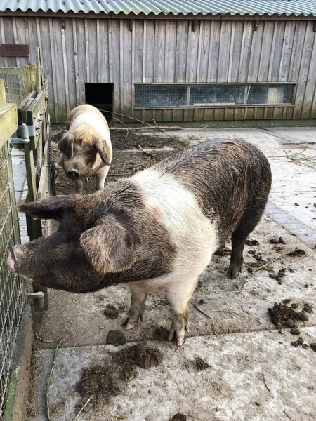 Μεγάλα Γουρούνια Στο Χοιροστάσιο Της Φάρμας — Φωτογραφία Αρχείου