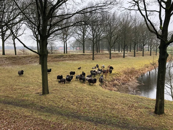 Schafe Weiden Winter Auf Einer Wiese Fluss — Stockfoto