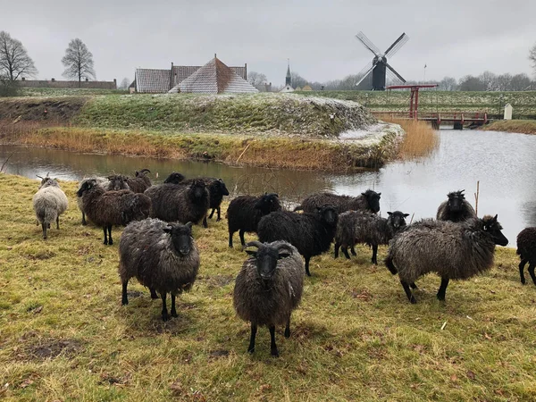 Får Den Nederländska Landsbygden Nederländerna — Stockfoto