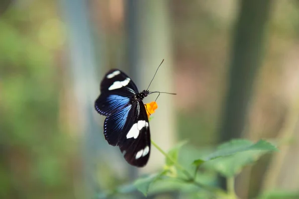 Красивая Бабочка Зеленом Листе Саду — стоковое фото
