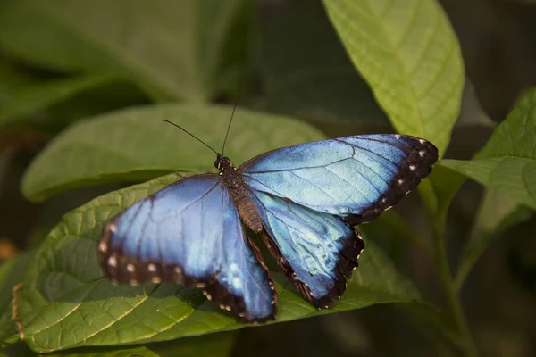 Beautiful Butterfly Green Leaf Garden — Stock Photo, Image