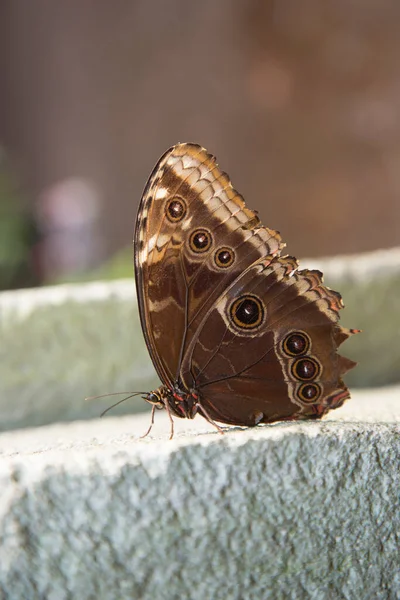 Бабочка Сидит Мраморном Камне — стоковое фото