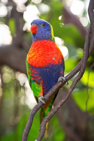 Papagaio Colorido Floresta Tropical — Fotografia de Stock