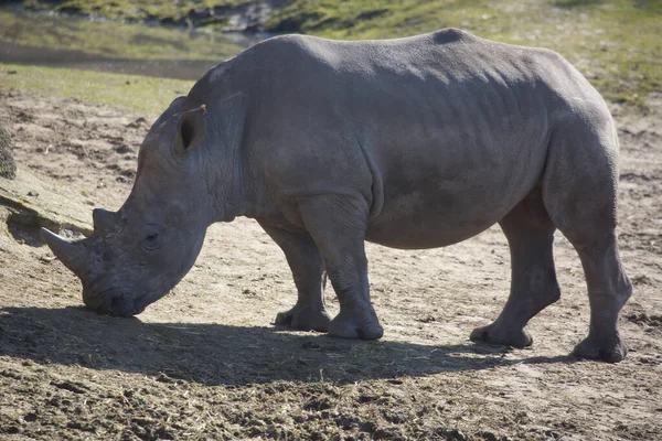 Hermoso Rinoceronte Naturaleza Salvaje Zoológico — Foto de Stock