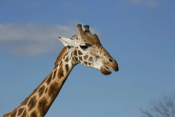 Beautiful giraffe in nature or zoo