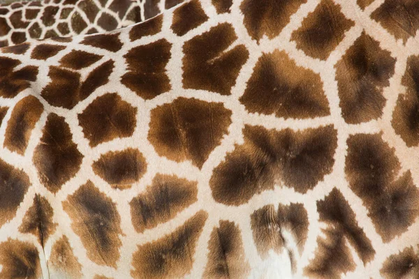 Giraff Hud Närbild Textur Bakgrund — Stockfoto