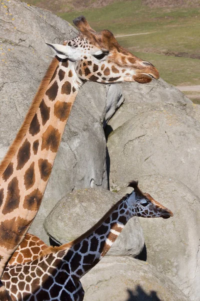 Belles Girafes Dans Nature Zoo — Photo