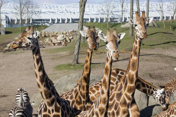 Beautiful Giraffes Nature Zoo — Stock Photo, Image