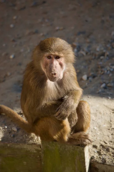 Funny monkey in sunny day in zoo