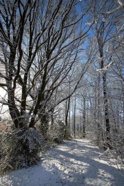 Снежный Лес Солнечный Зимний День — стоковое фото