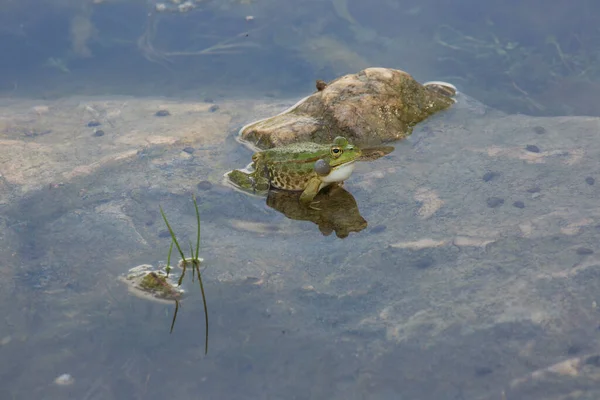 Green frog in the pond water