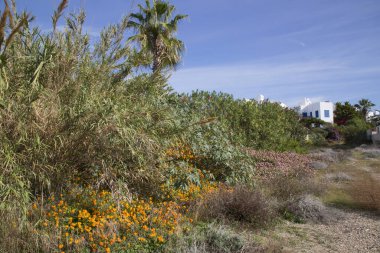 Kasabanın yakınındaki parkta güzel çiçekler 