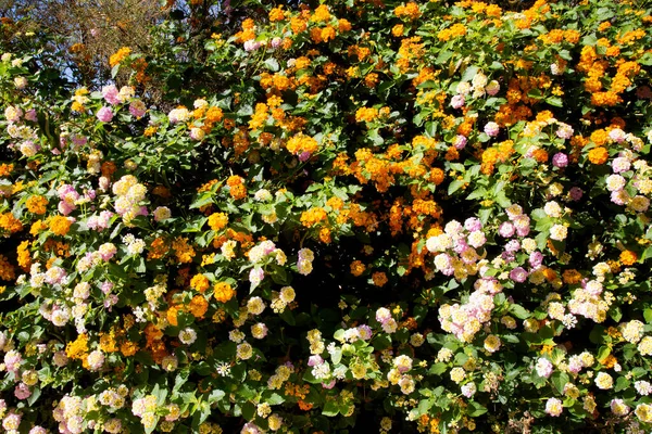 Belles Fleurs Colorées Dans Jardin — Photo