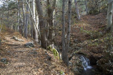 Küçük şelaleli güzel dağ ormanı