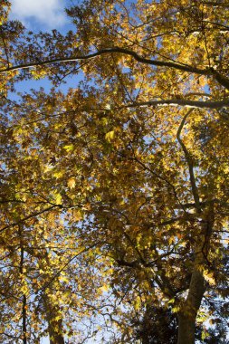 Mavi arka planda güzel sonbahar ağaçları