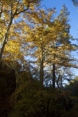 Güzel sonbahar orman dağlarında