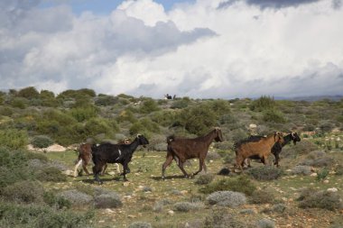 Yunanistan 'da dağlarda yürüyen keçiler