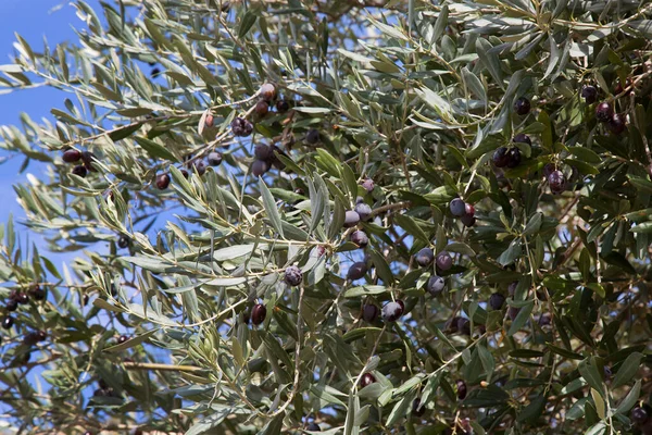 Zielone Gałęzie Drzew Oliwnych — Zdjęcie stockowe