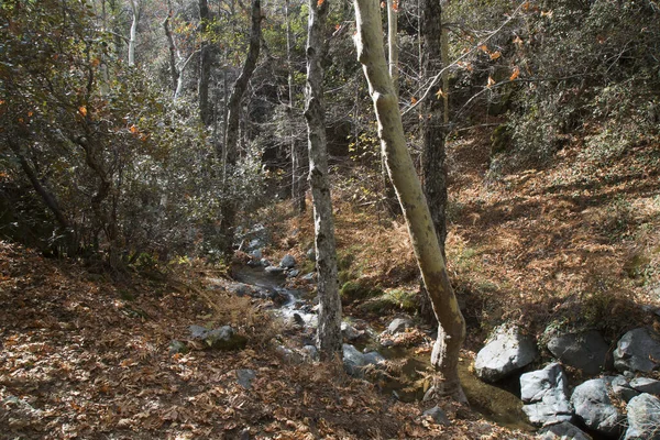 Schöner Bergwald Mit Kleinem Fluss — Stockfoto
