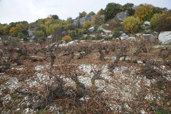 ギリシャの山で乾燥したブドウ畑 — ストック写真