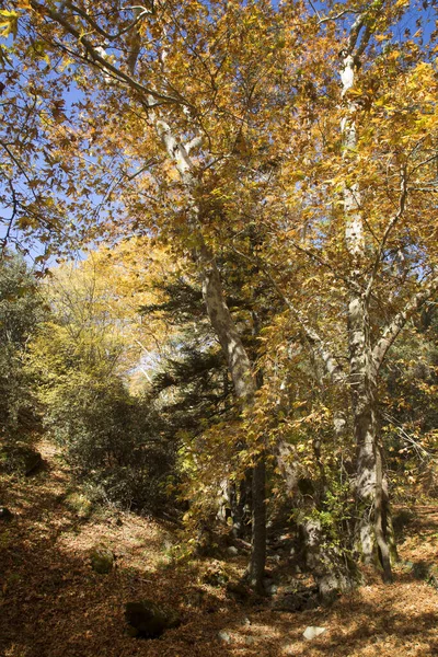 Floresta Outono Bonita Montanhas — Fotografia de Stock