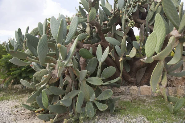 Zelené Kaktusy Zahradě — Stock fotografie