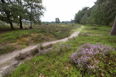 Kırsalda küçük bir patika 