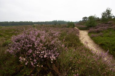 Kırsal kesimde küçük bir patika. Pembe çiçek çayırı 