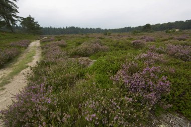 Kırsalda küçük bir patika 