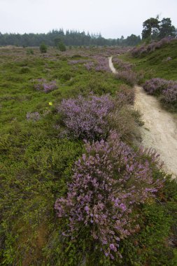 Kırsalda küçük bir patika 