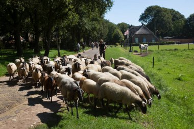 Kırsalda koyun otlatan çiftçi