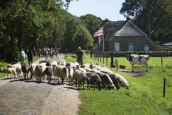 Farmer Pasturing Sheep Countryside — Stock Photo, Image