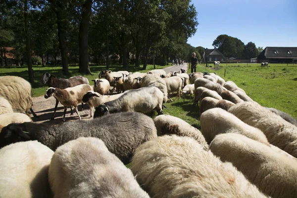 Farmer Pasturing Sheep Countryside — Stock Photo, Image