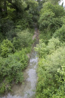 Yeşil dağ ormanındaki derenin manzarası