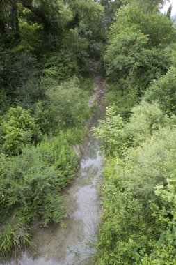 Yeşil dağ ormanındaki derenin manzarası